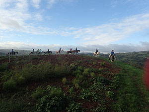 Marcillac Vineyards