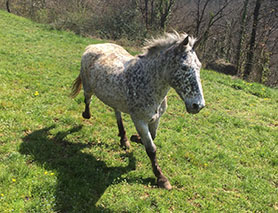 horses