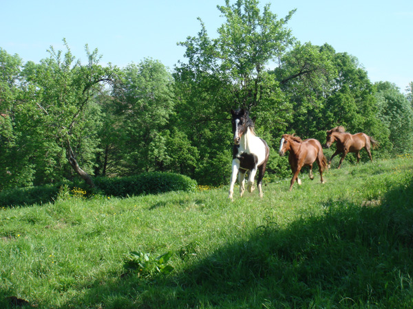 horses