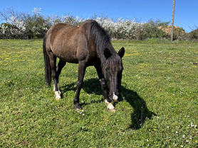 horses