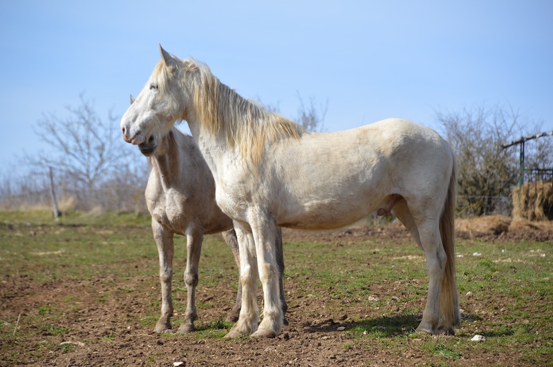 horses