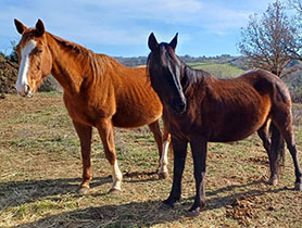 horses
