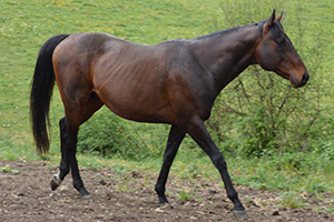 horses