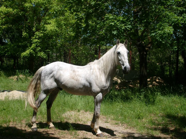 horses