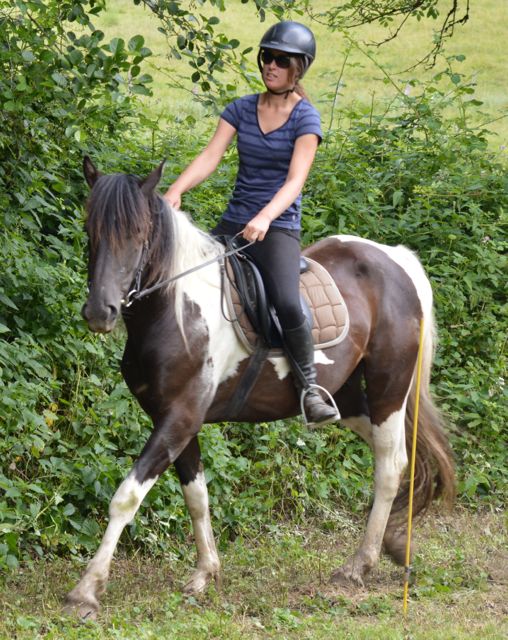 horses