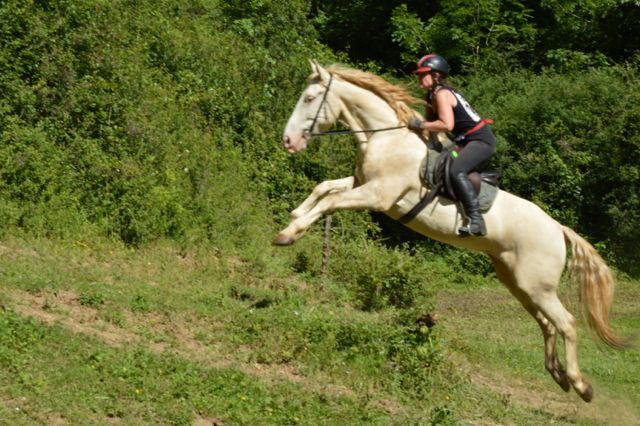 horses