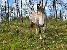 horses