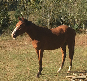 horses