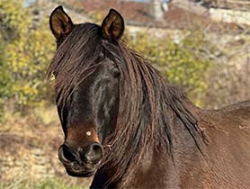 horses
