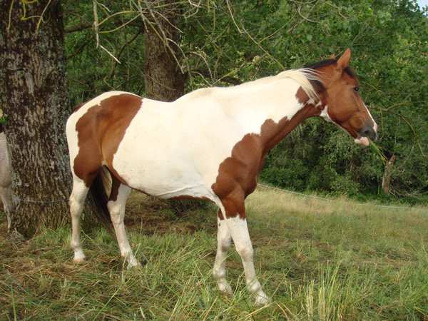 horses