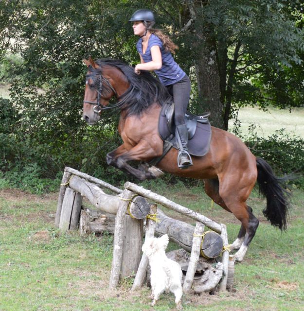 horses