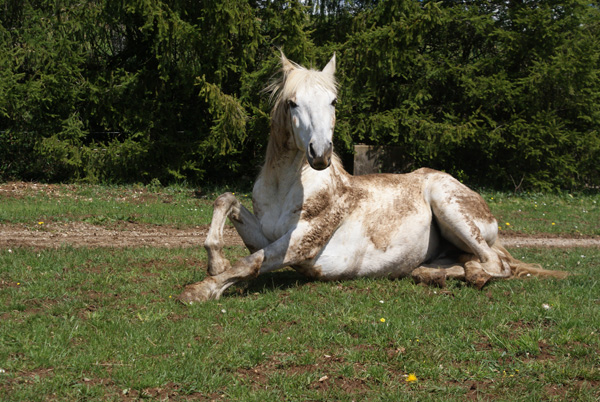 horses