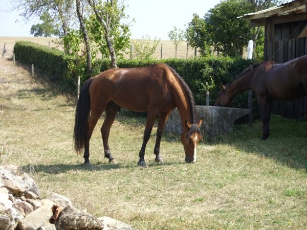 horses