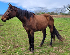 horses