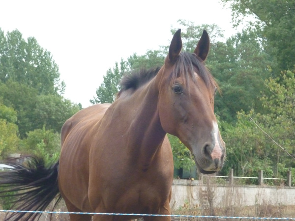 horses