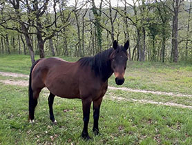 horses