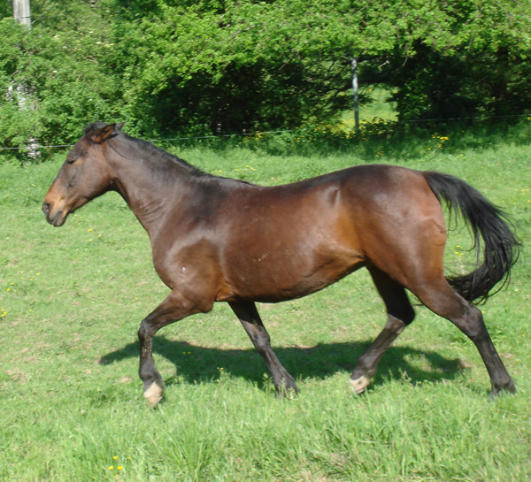 horses