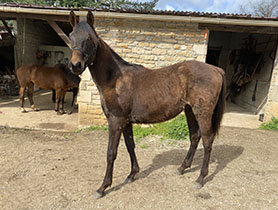 horses