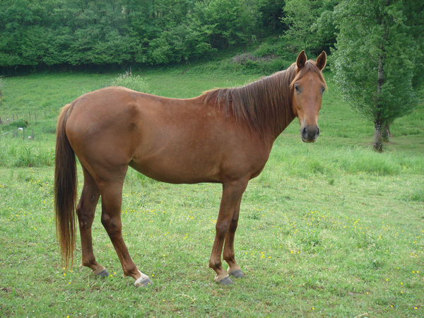 horses