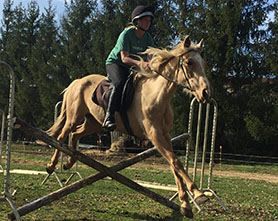 horses