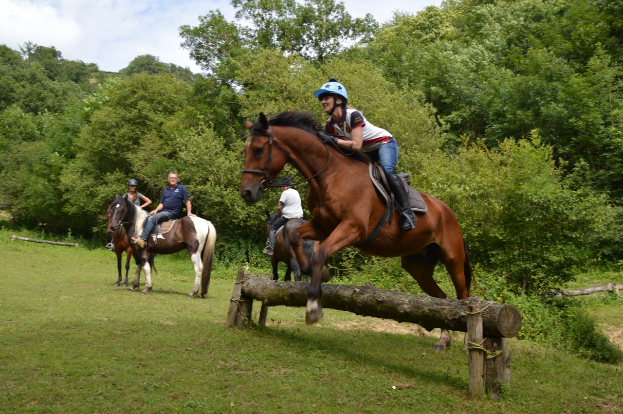 horses