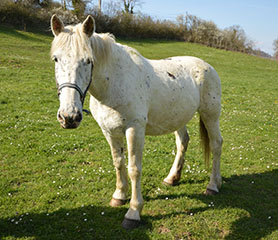 horses