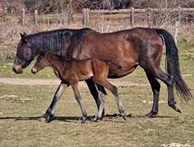 horses
