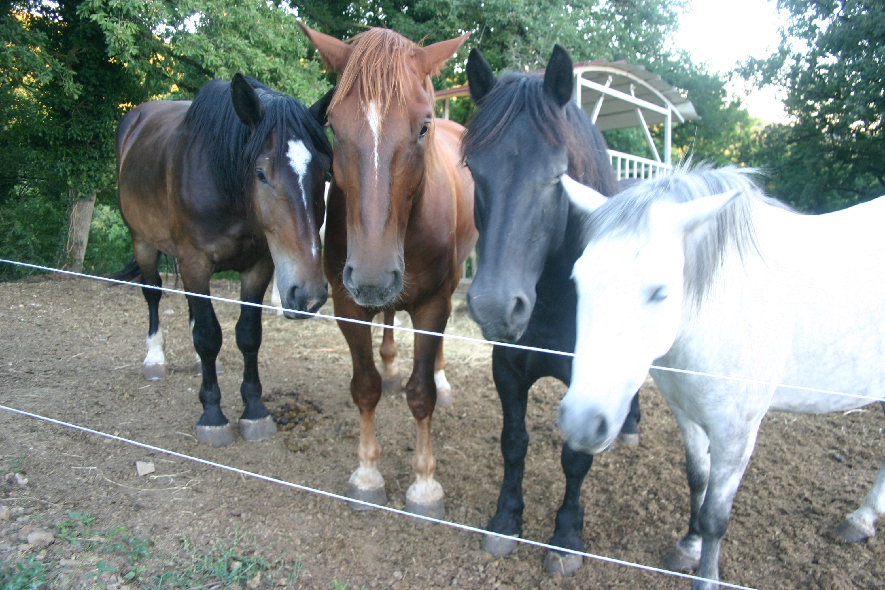horses