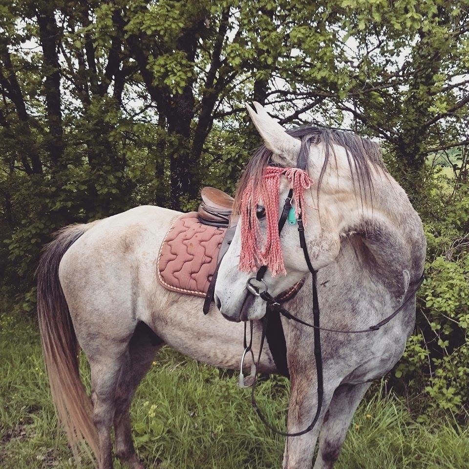 horses