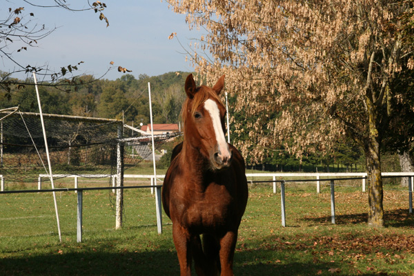horses
