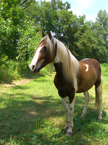 horses