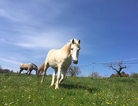 horses