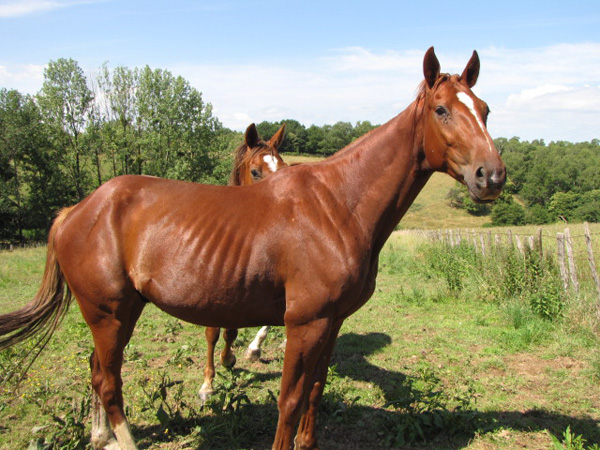 horses