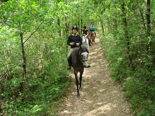 horses
