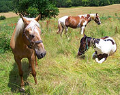 riding holidays